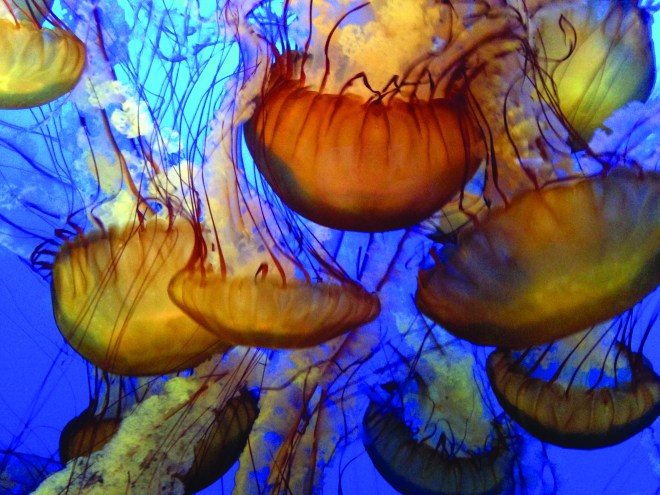 CYMK jellyfish Gr Acad ft